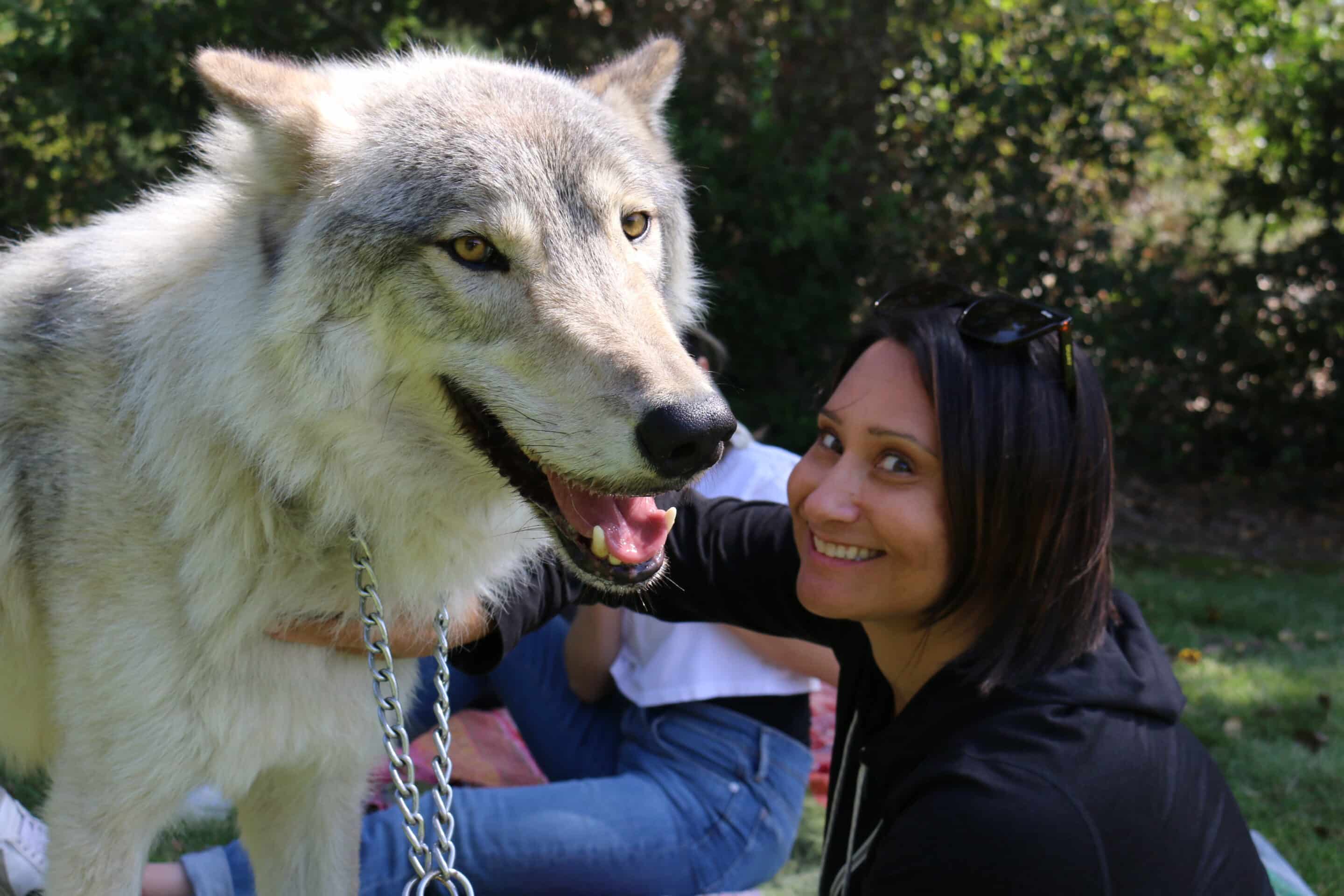 Wolf ambassador during a supervised wolf-assisted therapy session at Northbound.