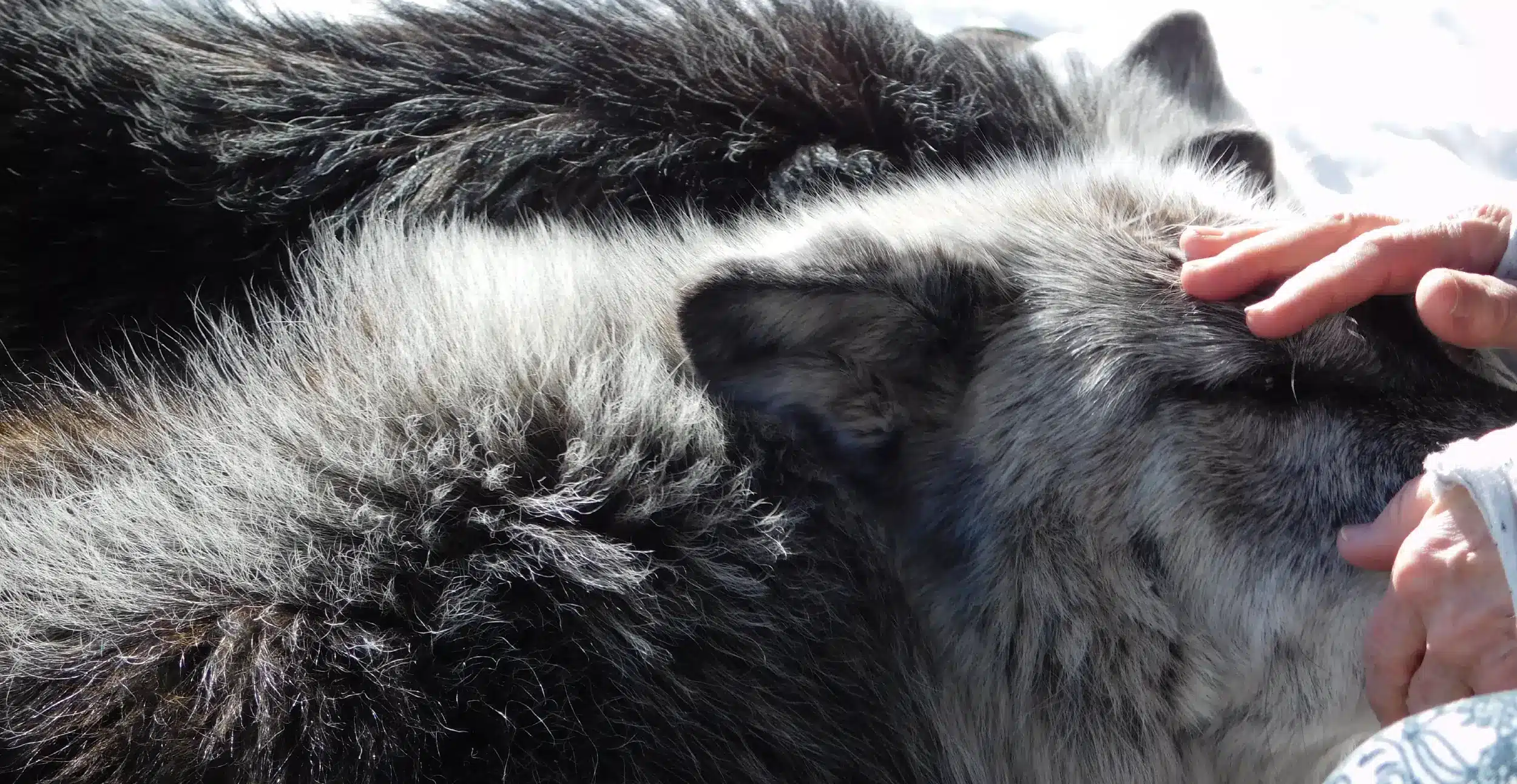Wolf Therapy in Addiction Recovery- A New Approach